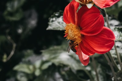 red hibiscus in bloom during daytime